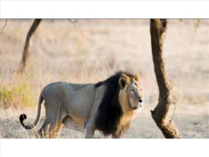 India's Asiatic lion population rises from 523 to 891: Bhupender Yadav